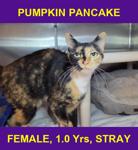 PUMPKIN PANCAKE